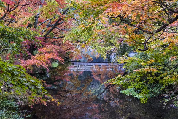 Jesień krajobraz Japonia klon drzewo — Zdjęcie stockowe