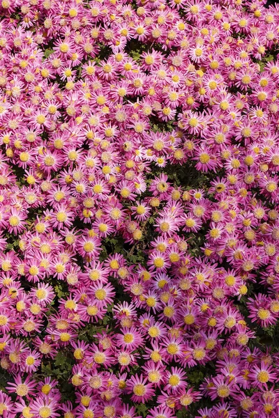 Beautiful pink flower field nature background. — Stock Photo, Image