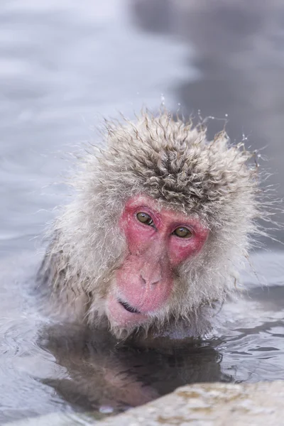 Jigokudani neve macaco tomando banho onsen hotspring famoso sightseein — Fotografia de Stock