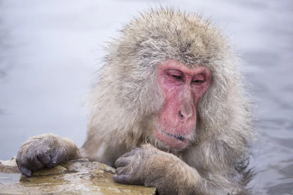 Jigokudani neve macaco tomando banho onsen hotspring famoso sightseein — Fotografia de Stock