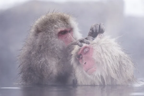 Jigokudani снежная обезьяна купание onsen горячий источник известный осмотр достопримечательностей — стоковое фото