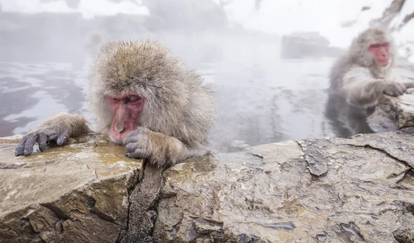 Jigokudani neve macaco tomando banho onsen hotspring famoso sightseein — Fotografia de Stock