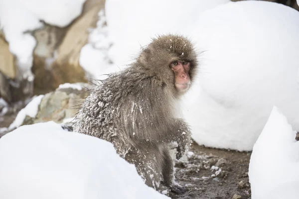Jigokudani neve macaco tomando banho onsen hotspring famoso sightseein — Fotografia de Stock