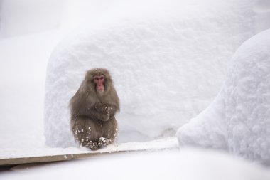 Jigokudani kar maymun banyo onsen doluşuyor ünlü sightseein