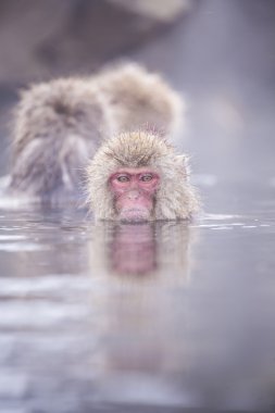Jigokudani kar maymun banyo onsen doluşuyor ünlü sightseein