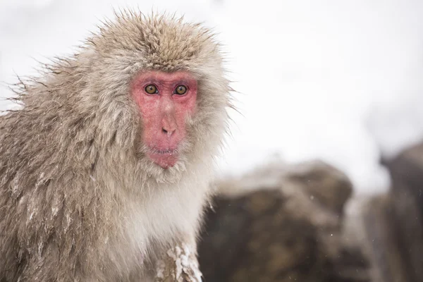 Jigokudani snow monkey bathing onsen hotspring famous sightseein — Stock Photo, Image