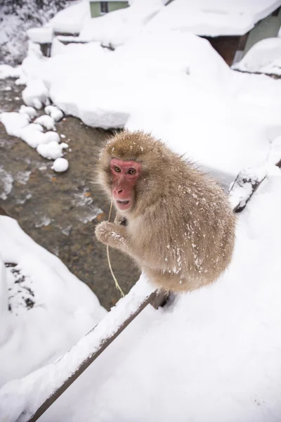 Jigokudani neve macaco tomando banho onsen hotspring famoso sightseein — Fotografia de Stock