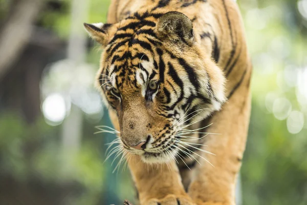 Chiuda Tigre in giungla l'animale pericoloso . — Foto Stock