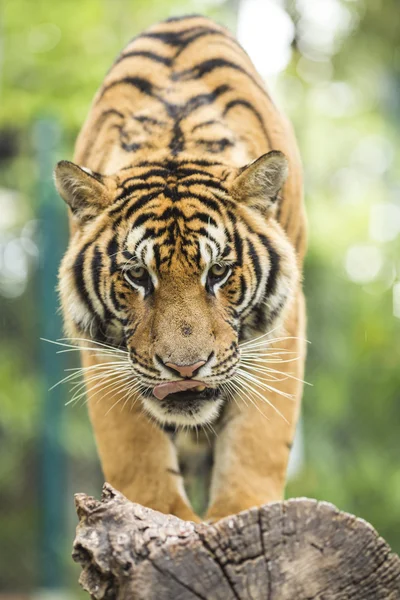 Chiuda Tigre in giungla l'animale pericoloso . — Foto Stock