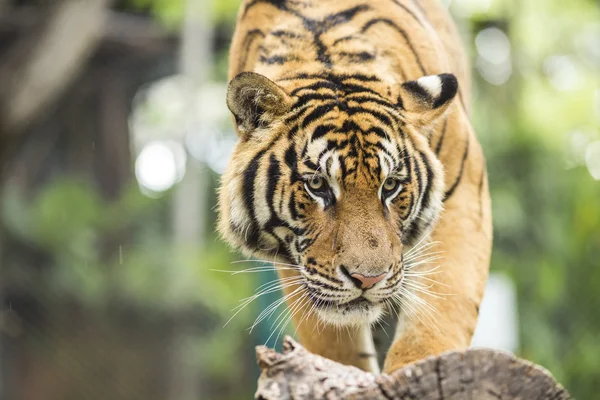 Chiuda Tigre in giungla l'animale pericoloso . — Foto Stock