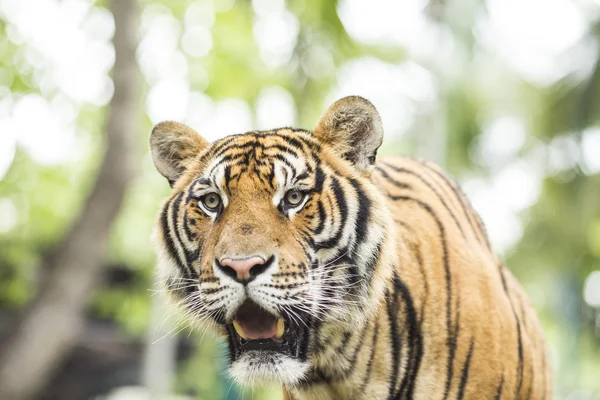 Chiuda Tigre in giungla l'animale pericoloso . — Foto Stock