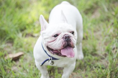Köpek yavrusu Fransız buldozer yeşil alan arka bahçesinde üzerinde.