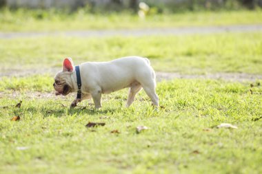 Köpek yavrusu Fransız buldozer yeşil alan arka bahçesinde üzerinde.
