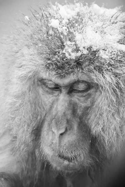 Jigokudani snow monkey bathing onsen hotspring famous sightseein — Stock Photo, Image