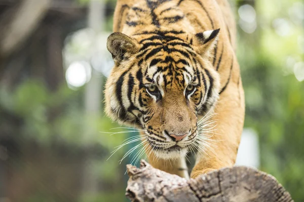 Close up Tiger in jungle the danger animal. — Stock Photo, Image