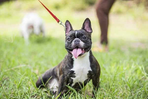 Cachorro bulldog francés en campo verde patio trasero . — Foto de Stock