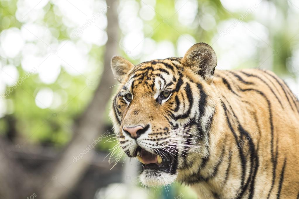 Close up Tiger in jungle the danger animal.