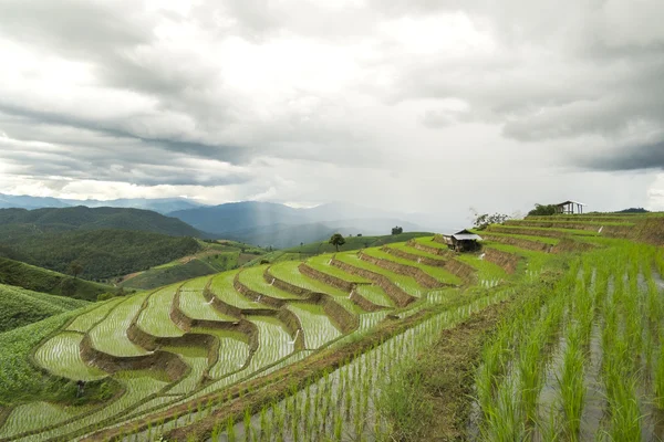 Chiang mai reisfeld landschaft, thailand. — Stockfoto