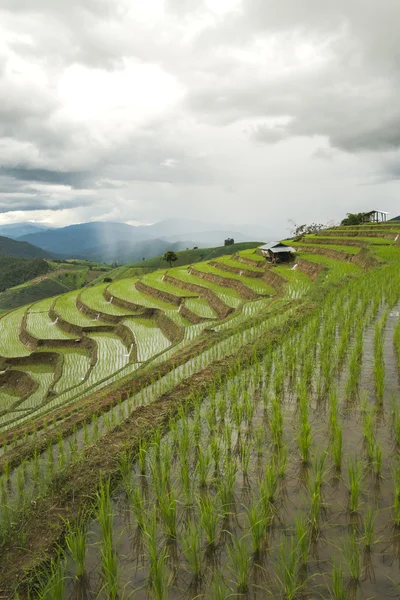 Campo de arroz Chiang Mai paisaje, Tailandia . —  Fotos de Stock