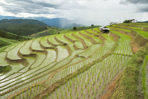 Chiang mai reisfeld landschaft, thailand. — Stockfoto