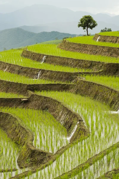 Chiang Mai campo de arroz paisagem, Tailândia . — Fotografia de Stock