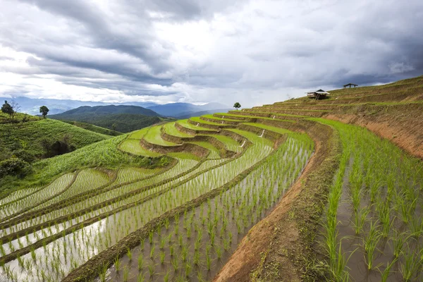 Chiang Mai rýží pole krajina, Thajsko. — Stock fotografie