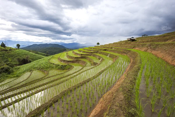 Chiang Mai campo de arroz paisagem, Tailândia . — Fotografia de Stock