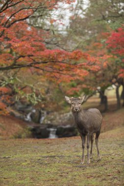 Nara geyik roam özgür nara park, Japonya