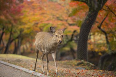Nara geyik roam özgür nara park, Japonya