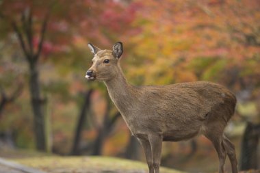 Nara geyik roam özgür nara park, Japonya
