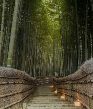 Bamboo Forest in Japan, Arashiyama, Kyoto clipart