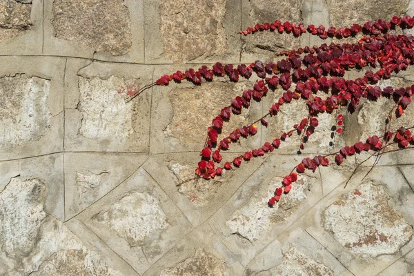 Hojas de arce rojo en la pared de ladrillo en Corea del Sur — Foto de Stock