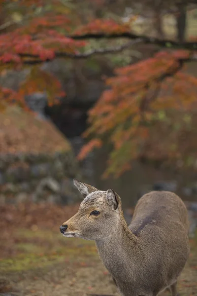 Nara cerb roam gratuit în Nara Park, Japonia — Fotografie, imagine de stoc