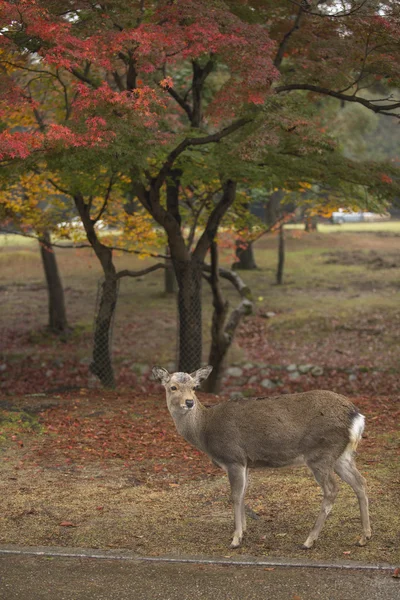 Nara cerb roam gratuit în Nara Park, Japonia — Fotografie, imagine de stoc