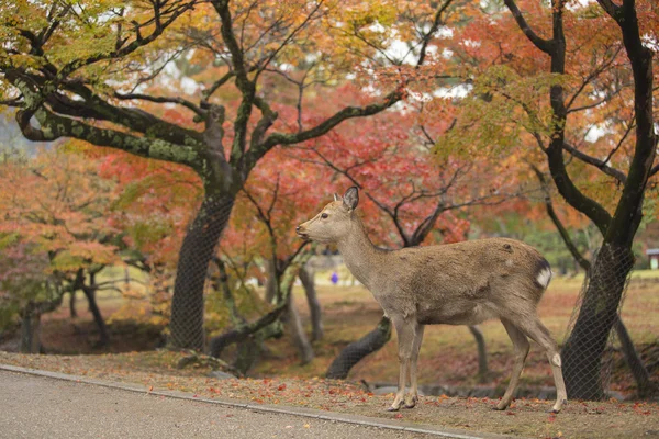 Nara cerf errent gratuitement dans le parc de Nara, Japon — Photo