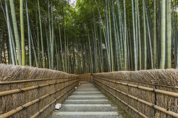 Bambus lesie w Japonii, Arashiyama, Kioto — Zdjęcie stockowe