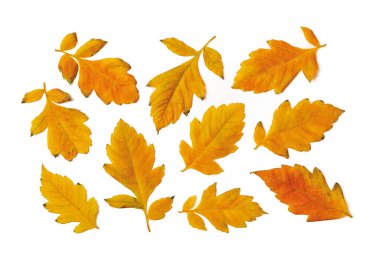 Sarı turuncu yapraklar beyaz arka planda izole edilmiş. Sonbahar yaprakları mevsimsel bir tasarım elementi. Üst görünüm. 
