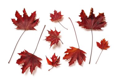 Beyaz arka planda soylu kırmızı akçaağaç yaprakları ya da aser platanoidler var. Mevsimsel bir tasarım unsuru olarak sonbahar yaprakları seti. Üst görünüm.