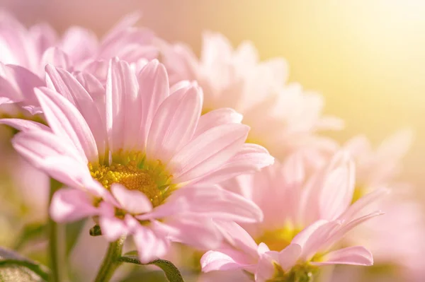 Jemné Pastelové Růžové Maminky Nebo Chryzantéma Morifolium Květinová Hlava Slunci — Stock fotografie