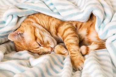 Ginger tekir kedisi kıvrıldı ve yumuşak çizgili bir battaniyenin altında huzur içinde uyudu. Yatakta sıcak bir ekose üzerinde yan yatmış kırmızı kedi. Günlük evcil hayvan. Üst görünüm.