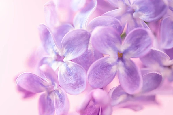 Lila Fehér Lila Virágok Pasztell Rózsaszín Háttér Makró Legyen Orgona — Stock Fotó