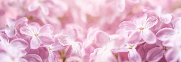 Růžové Květy Šeříku Banner Šablony Šeříkový Květ Vodou Kapky Makro — Stock fotografie