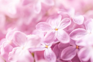 Pastel pembe ıslak leylak yaprakları ve su damlaları. Kırılgan leylak çiçekleri tebrik kartı tasarımı için yakın plan çekilebilir. Bahar kartpostalı modeli. Pastel romantik çiçek arkaplanı. Sığ DoF. Boşluğu kopyala.
