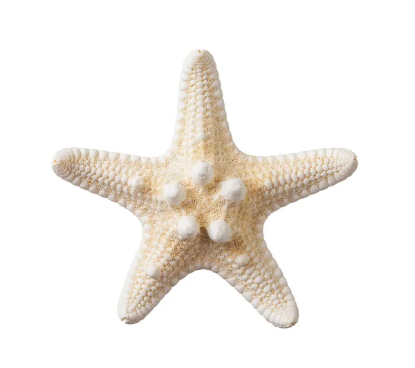 Морская Звезда Изолирована Белом Фоне Одна Высушенная Пятипальцевая Рыба Макро — стоковое фото