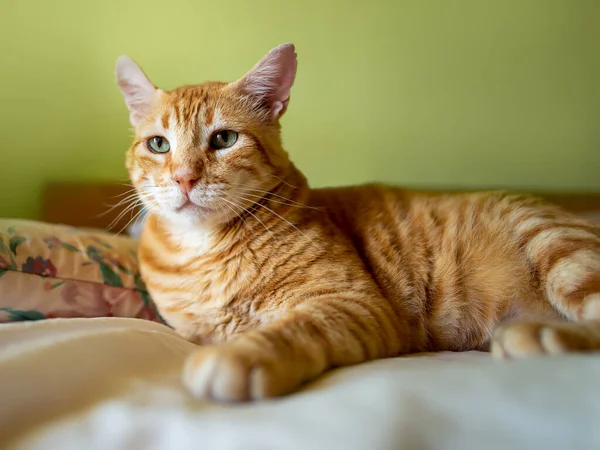 Ginger Adulto Gato Tabby Está Olhando Para Alguém Dentro Casa — Fotografia de Stock