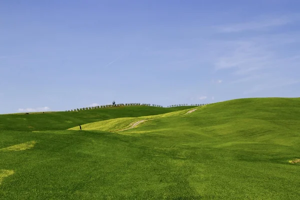 Colline toscane — Stok fotoğraf