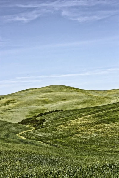 Colline toscane — Stok fotoğraf