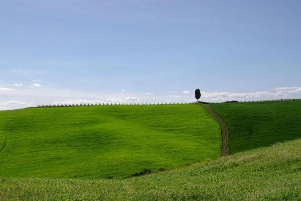 Colline toscane — Foto Stock