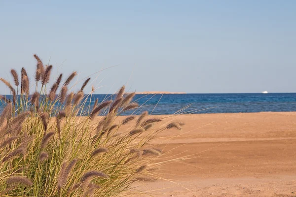 Bush on the sea beach — Stock Photo, Image