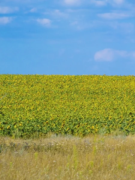 A field of sunflowers — Stock Photo, Image